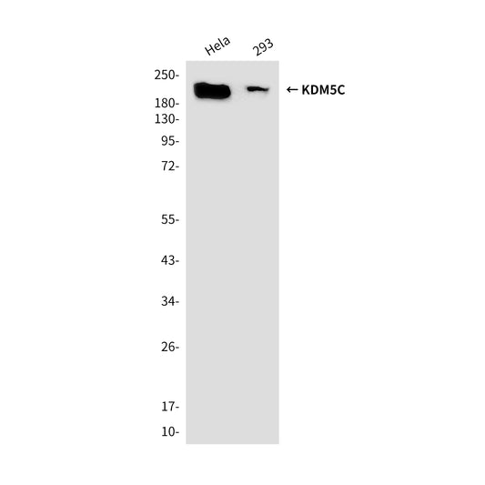 KDM5C (2E4) Mouse Monoclonal Antibody