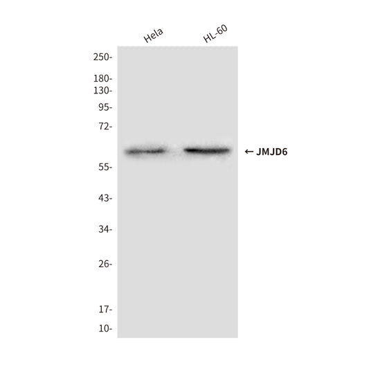 JMJD6 (3G5) Mouse Monoclonal Antibody