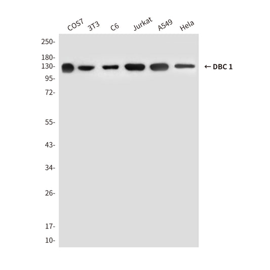 DBC 1 (3G4) Mouse Monoclonal Antibody