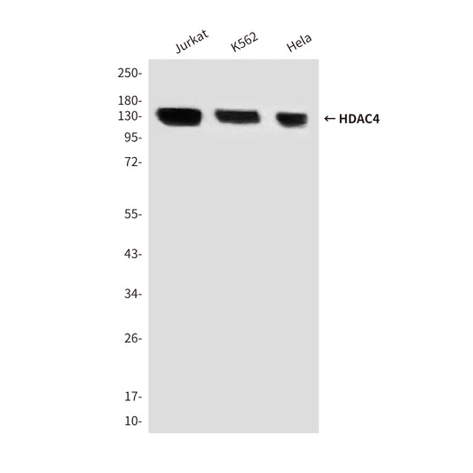 HDAC4 (4A3) Mouse Monoclonal Antibody