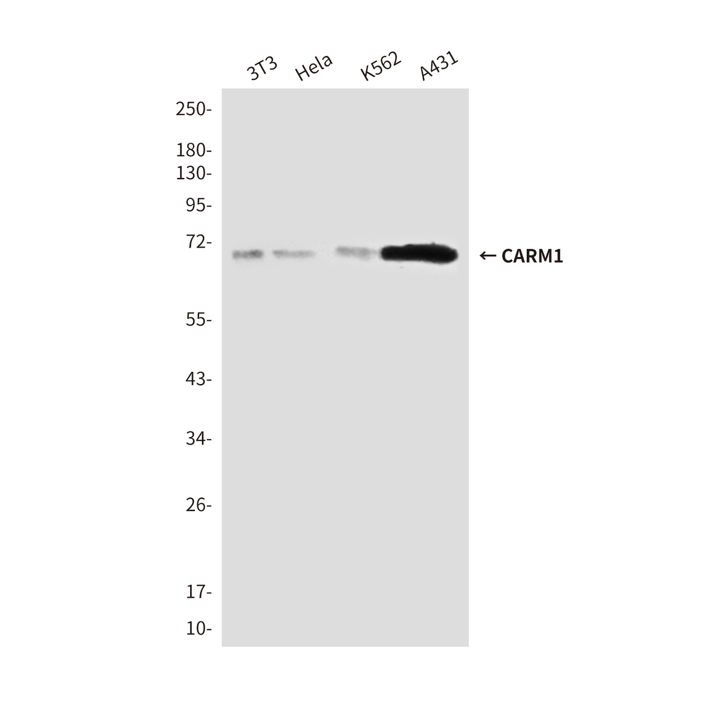 CARM1 (2B9) Mouse Monoclonal Antibody