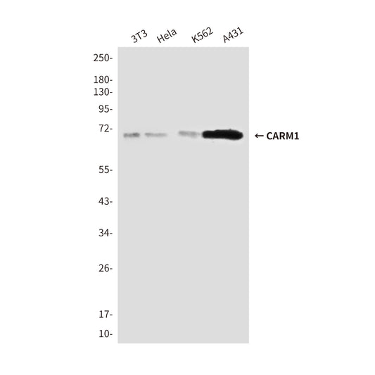 CARM1 (2B9) Mouse Monoclonal Antibody