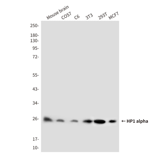 HP1 alpha (3G2) Mouse Monoclonal Antibody