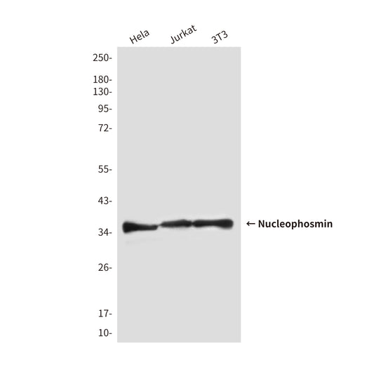 Nucleophosmin (2D9) Mouse Monoclonal Antibody