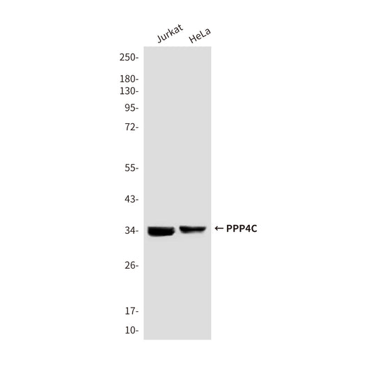 PPP4C (2F11) Mouse Monoclonal Antibody
