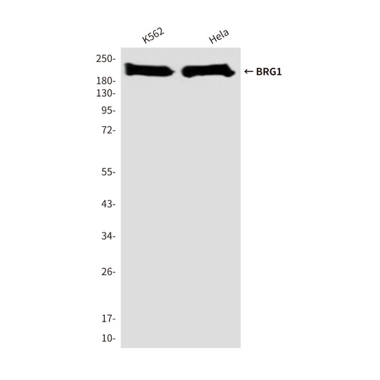 BRG1 (4E11) Mouse Monoclonal Antibody