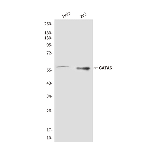 GATA6 (3H3) Mouse Monoclonal Antibody