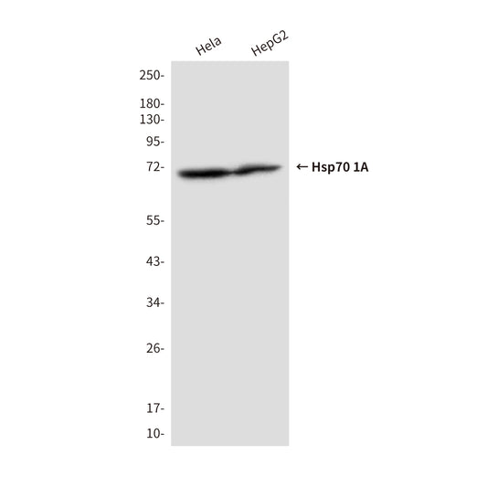 Hsp70 1A (2D4) Mouse Monoclonal Antibody