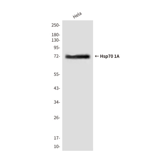 Hsp70 1A (2A11) Mouse Monoclonal Antibody