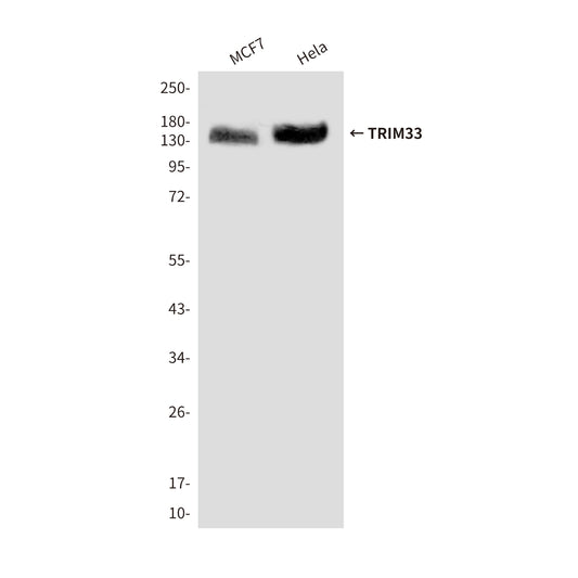 TRIM33 (3H7) Mouse Monoclonal Antibody