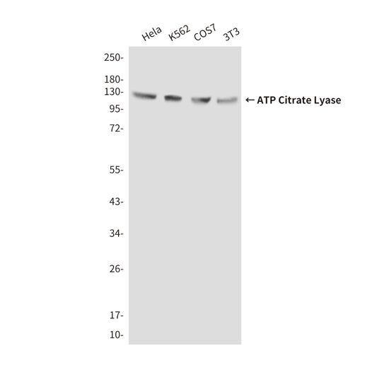 ATP Citrate Lyase (3D9) Mouse Monoclonal Antibody