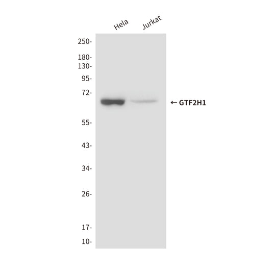 GTF2H1 (3E8) Mouse Monoclonal Antibody