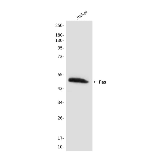 Fas (4C3) Mouse Monoclonal Antibody