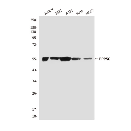 PPP5C (2F2F7) Mouse Monoclonal Antibody