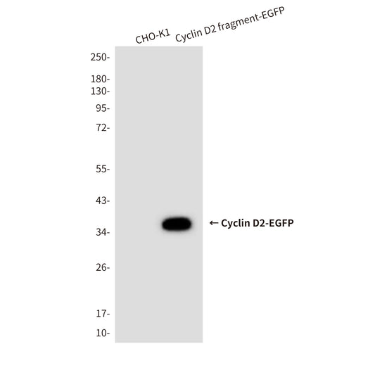 Cyclin D2 (6E11) Mouse Monoclonal Antibody