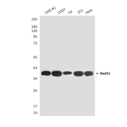 Rad51 (4H10) Mouse Monoclonal Antibody