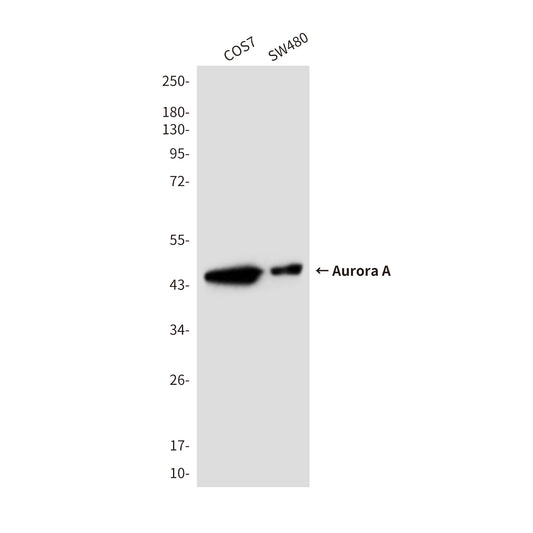 Aurora A (2E3) Mouse Monoclonal Antibody