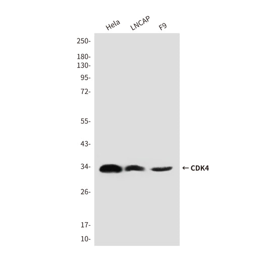 CDK4 (3F9) Mouse Monoclonal Antibody