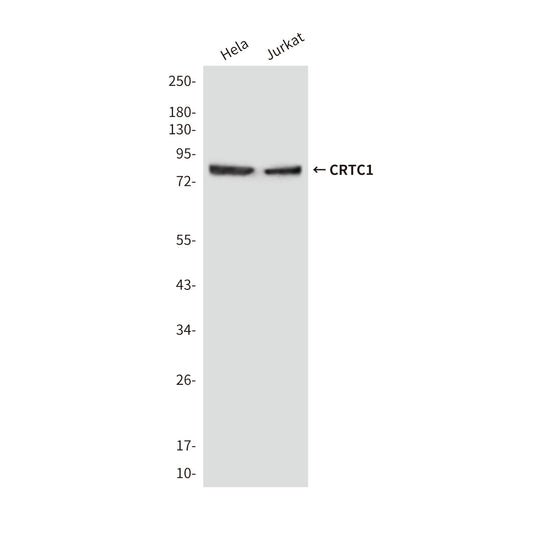 CRTC1 Mouse Monoclonal Antibody