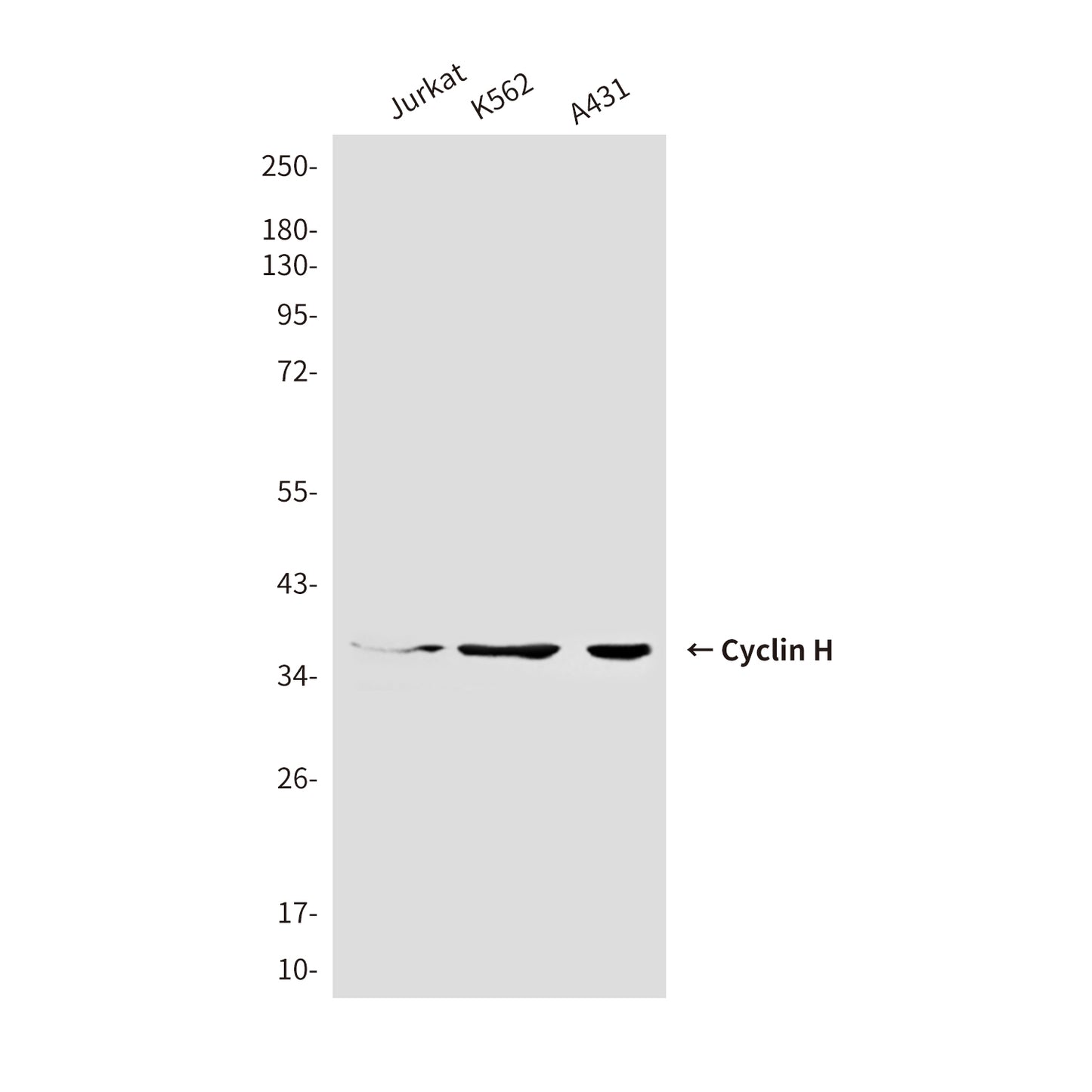 Cyclin H (4E11) Mouse Monoclonal Antibody
