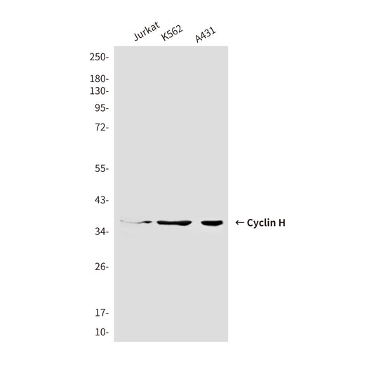 Cyclin H (4E11) Mouse Monoclonal Antibody