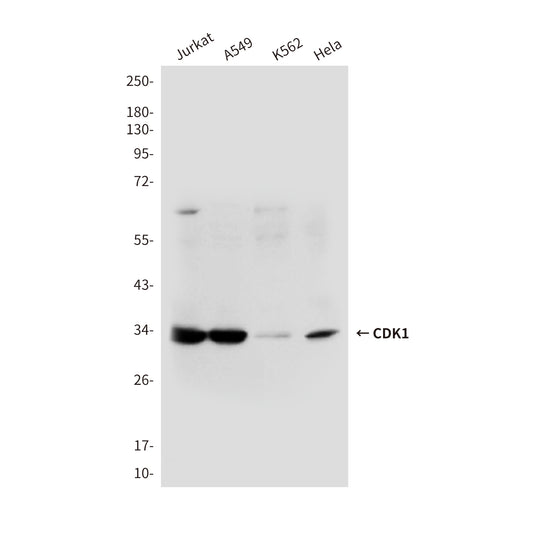 CDK1 (3B9) Mouse Monoclonal Antibody