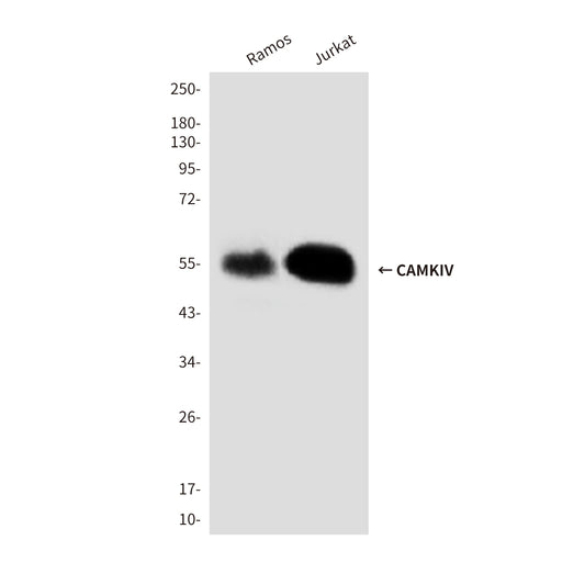 CAMKIV (3C10) Mouse Monoclonal Antibody