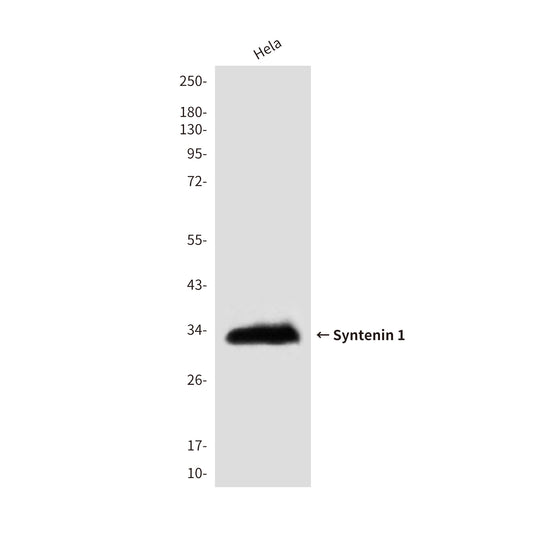 Syntenin 1 (3D9) Mouse Monoclonal Antibody