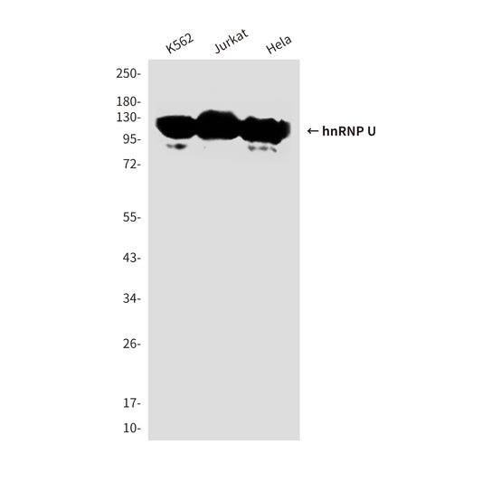 hnRNP U (1B11) Mouse Monoclonal Antibody