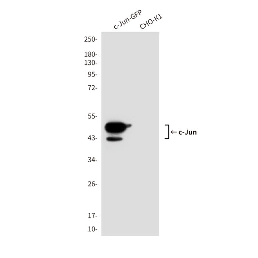 c-Jun (3B3) Mouse Monoclonal Antibody
