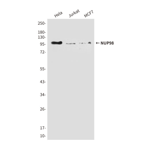NUP98 (3B8) Mouse Monoclonal Antibody