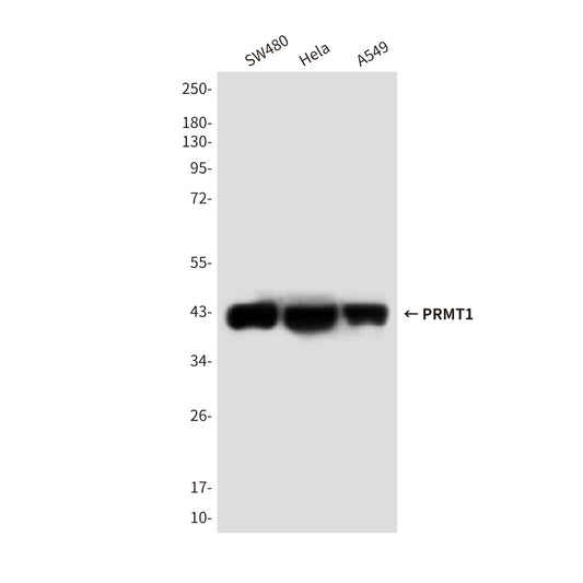 PRMT1 (4E9) Mouse Monoclonal Antibody