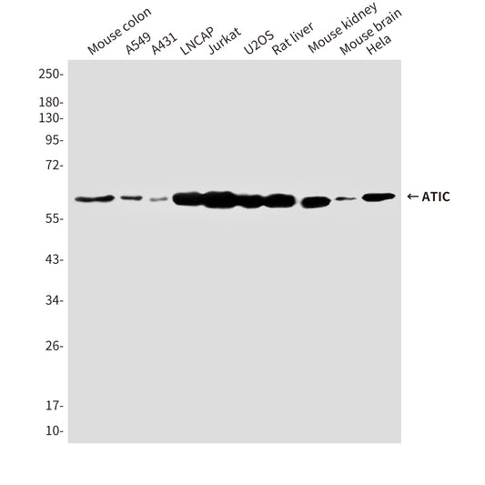 ATIC (3H12) Mouse Monoclonal Antibody