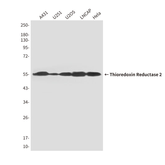 Thioredoxin Reductase 2 (3F2) Mouse Monoclonal Antibody