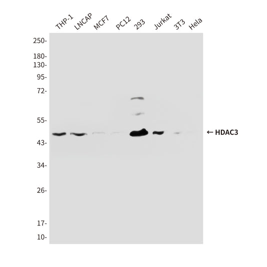 HDAC3 (3G3) Mouse Monoclonal Antibody
