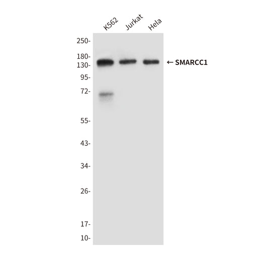 SMARCC1 (2A4) Mouse Monoclonal Antibody