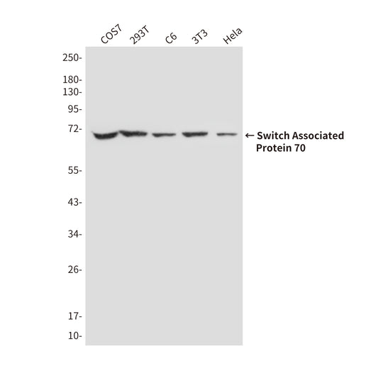 Switch Associated Protein 70 (2E9) Mouse Monoclonal Antibody