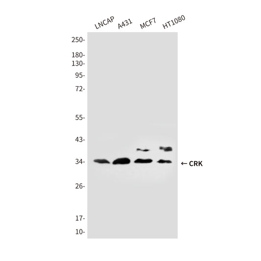 CRK (3H7) Mouse Monoclonal Antibody