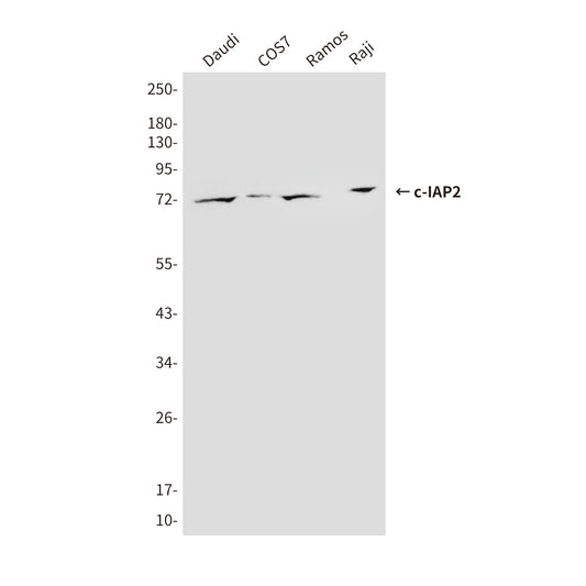 cIAP2 (1F12) Mouse Monoclonal Antibody