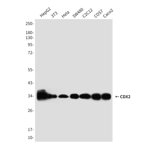 CDX2 (4B9) Mouse Monoclonal Antibody