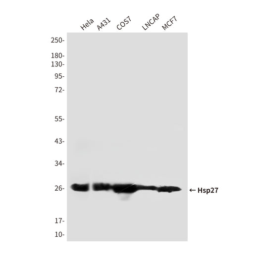 Hsp27 (7E5) Mouse Monoclonal Antibody