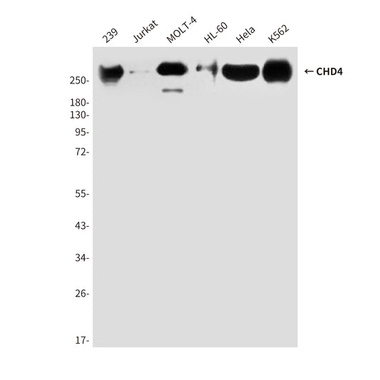 CHD4 (5F1) Mouse Monoclonal Antibody