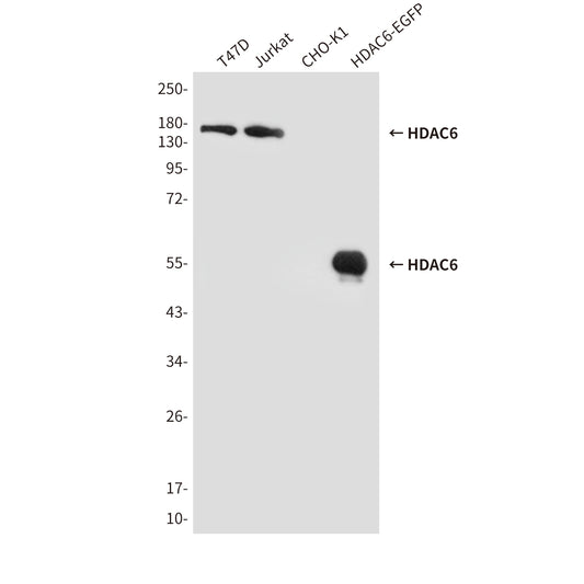HDAC6 (3B2) Mouse Monoclonal Antibody