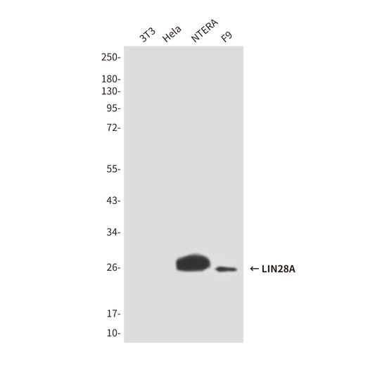 LIN28A (2C1) Mouse Monoclonal Antibody