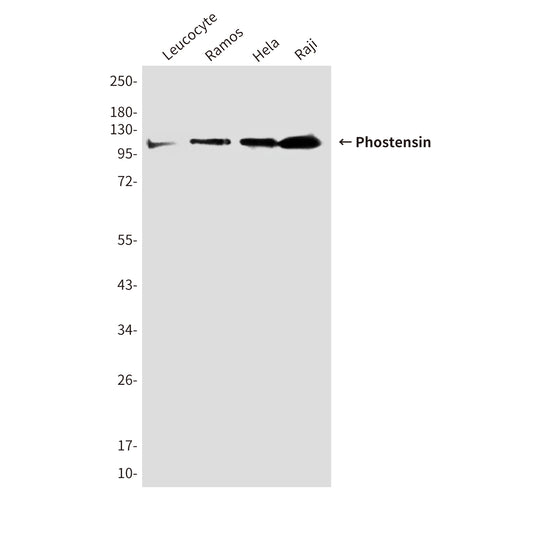 Phostensin (4B12) Mouse Monoclonal Antibody