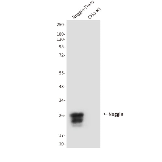 Noggin (1D2) Mouse Monoclonal Antibody