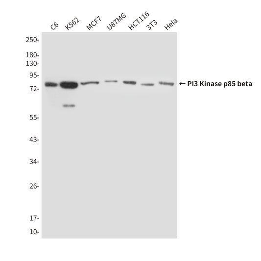 PI3 Kinase p85 beta (8D9) Mouse Monoclonal Antibody