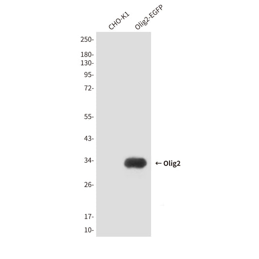 Olig2 (7A1) Mouse Monoclonal Antibody