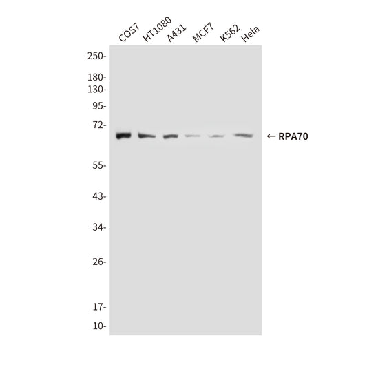 RPA70 (8C3) Mouse Monoclonal Antibody