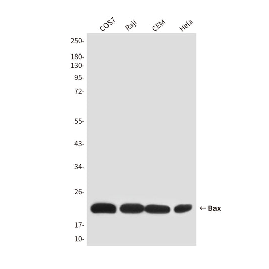 Bax (2B12) Mouse Monoclonal Antibody